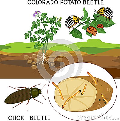 Potato insect pests. Colorado potato beetle Leptinotarsa decemlineata and click beetle wireworm isolated on white Vector Illustration